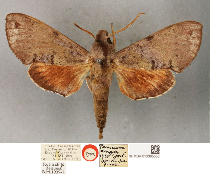 /filer/webapps/moths/media/images/E/engis_Temnora_HT_BMNH.jpg