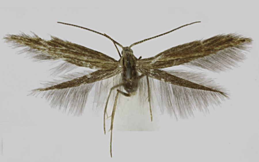 /filer/webapps/moths/media/images/E/ensifera_Coleophora_HT_RMCA.jpg