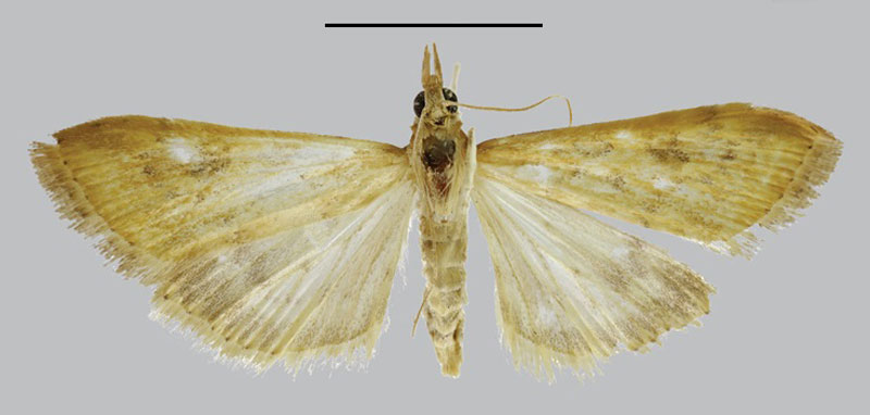 /filer/webapps/moths/media/images/E/epicoena_Phlyctaenia_PLTF_BMNH.jpg