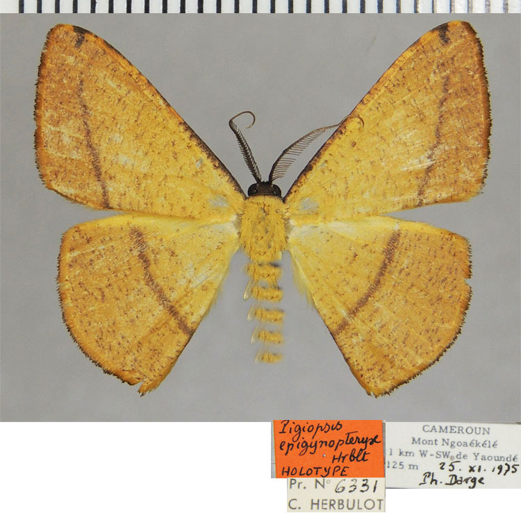 /filer/webapps/moths/media/images/E/epigynopteryx_Pigiopsis_HT_ZSMa.jpg