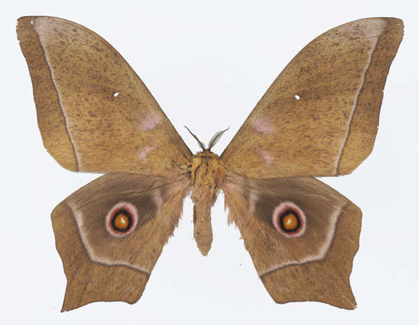 /filer/webapps/moths/media/images/E/epimethea_Imbrasia_AM_Basquina.jpg