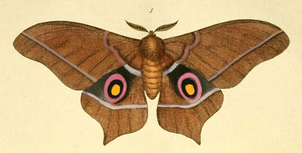 /filer/webapps/moths/media/images/E/epimethea_Imbrasia_Drury2_13_1.jpg