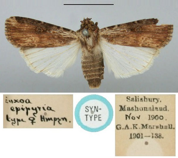 /filer/webapps/moths/media/images/E/epipyria_Euxoa_ST_BMNH.jpg
