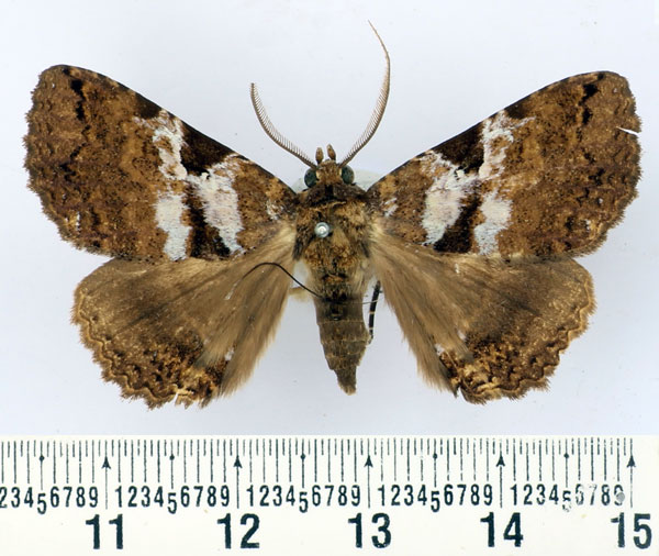 /filer/webapps/moths/media/images/E/equatorialis_Sypnoides_AM_BMNH.jpg