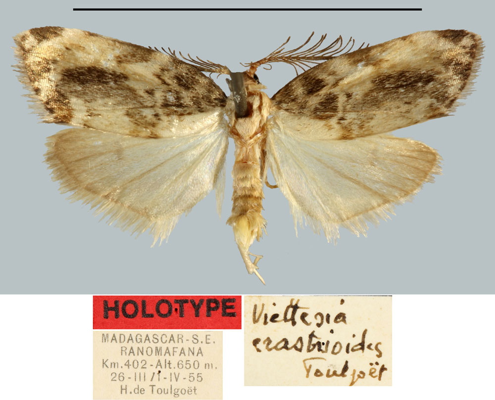 /filer/webapps/moths/media/images/E/erastrioides_Viettesia_HT_MNHN.jpg