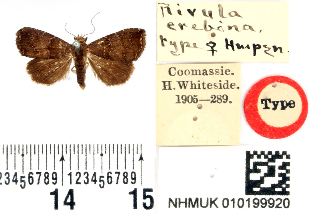 /filer/webapps/moths/media/images/E/erebina_Rivula_HT_BMNH.jpg