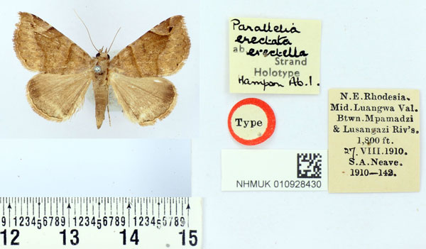 /filer/webapps/moths/media/images/E/erectatella_Parallelia_HT_BMNH.jpg