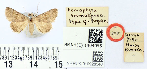 /filer/webapps/moths/media/images/E/eremochroa_Homoptera_HT_BMNH.jpg