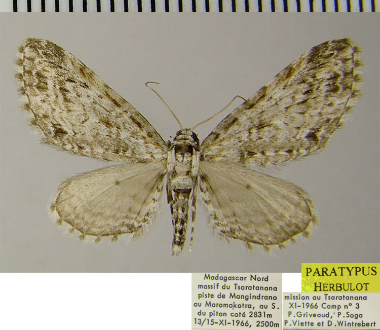 /filer/webapps/moths/media/images/E/ericeti_Eupithecia_PTF_ZSM_01.jpg