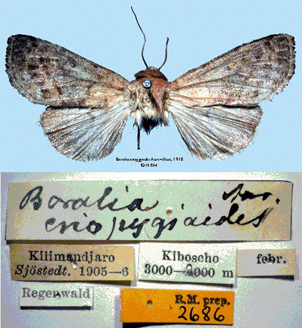 /filer/webapps/moths/media/images/E/eriopygioides_Borolia_HT_SNHMa.jpg