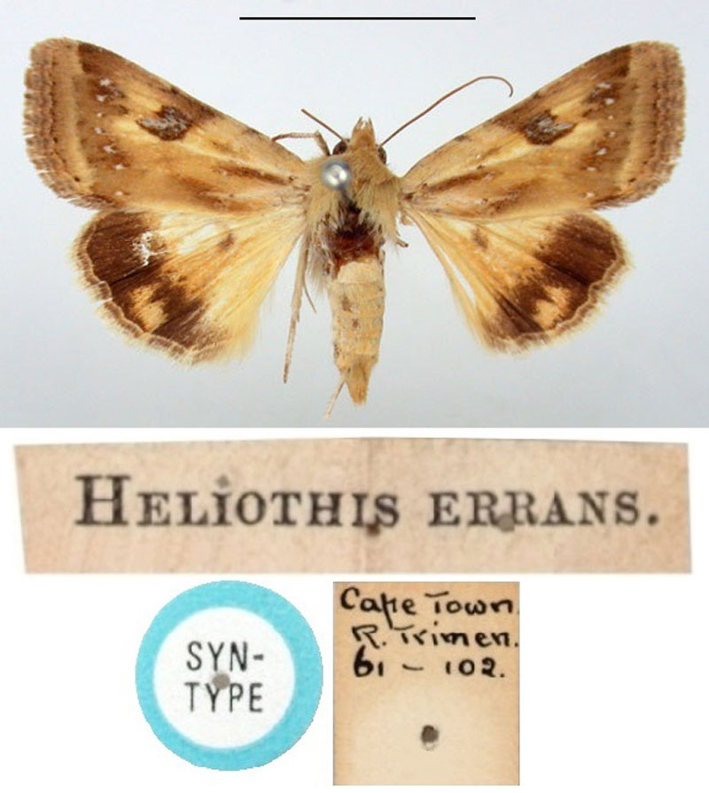 /filer/webapps/moths/media/images/E/errans_Heliothis_ST_BMNH.jpg