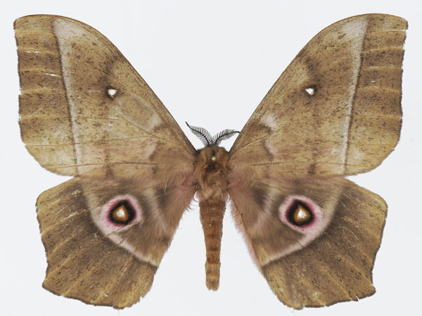 /filer/webapps/moths/media/images/E/ertli_Imbrasia_AM_Basquina.jpg