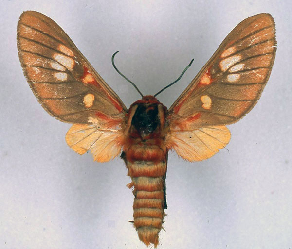 /filer/webapps/moths/media/images/E/erubescens_Balacra_ST_BMNH_01.jpg