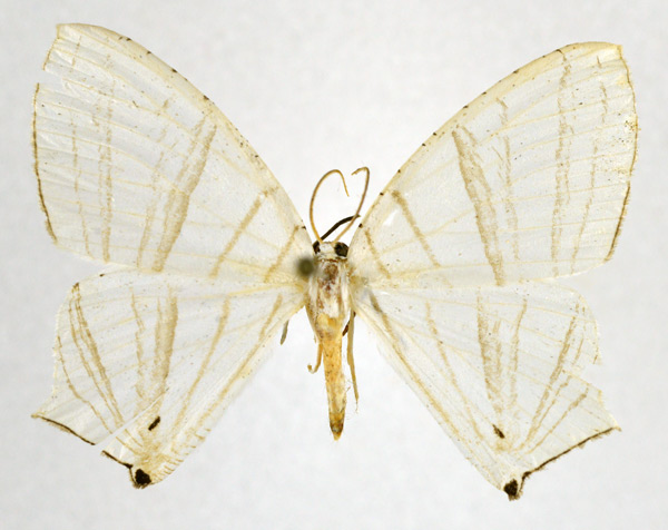 /filer/webapps/moths/media/images/E/erycinaria_Dissoprumna_AM_NHMO.jpg