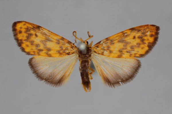 /filer/webapps/moths/media/images/E/erythrias_Asura_A_BMNH.jpg