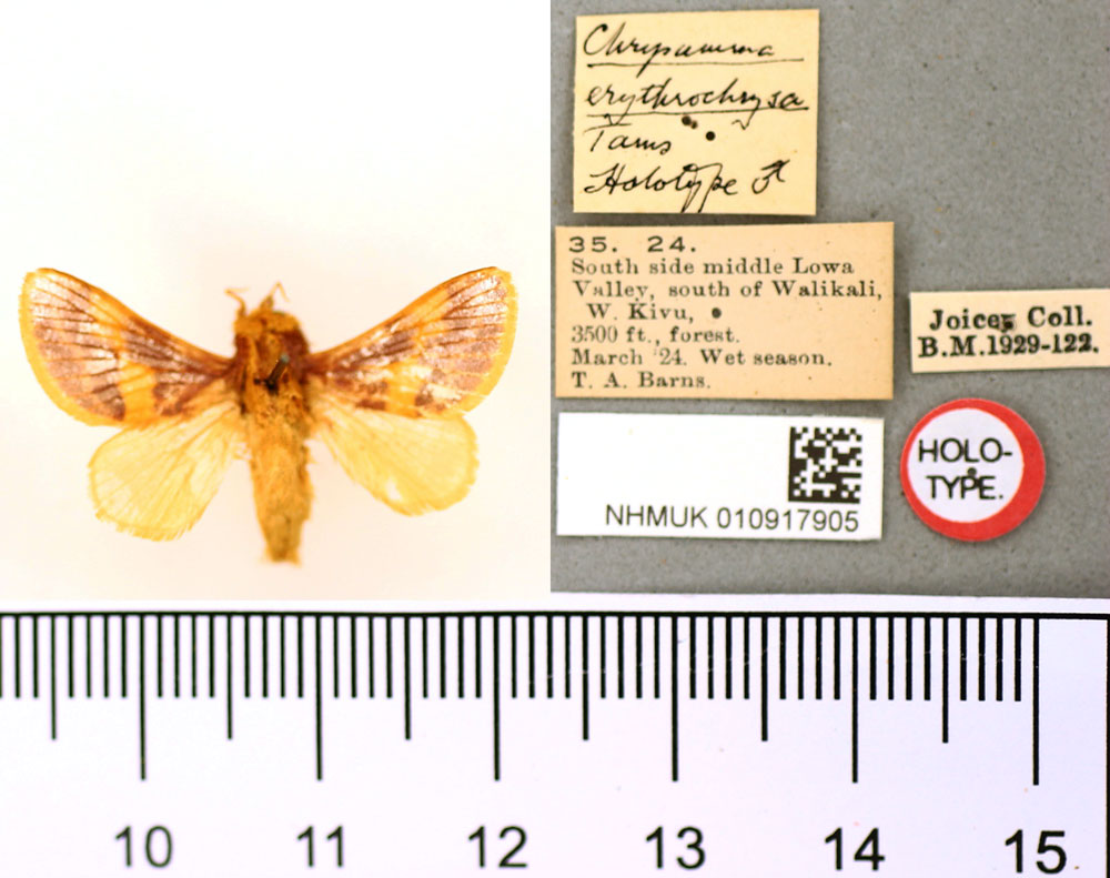 /filer/webapps/moths/media/images/E/erythrochrysa_Chrysamma_HT_BMNH.jpg