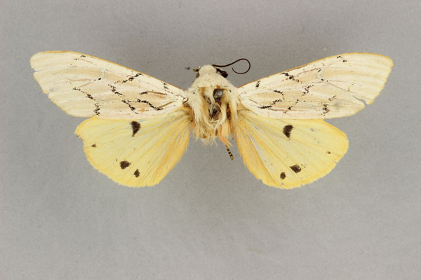 /filer/webapps/moths/media/images/E/erythronota_Rhodogastria_AM_BMNH.jpg