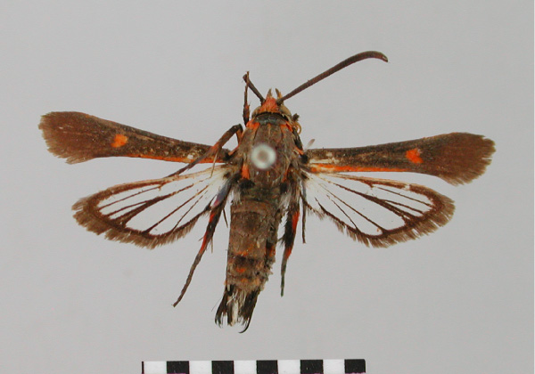/filer/webapps/moths/media/images/E/erythropis_Erismatica_HT_BMNH.jpg