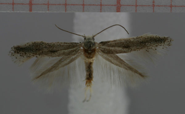 /filer/webapps/moths/media/images/E/eselkopensis_Perittia_HT_TMSA.jpg
