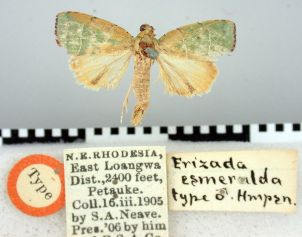 /filer/webapps/moths/media/images/E/esmeralda_Erizada_HT_BMNH.jpg