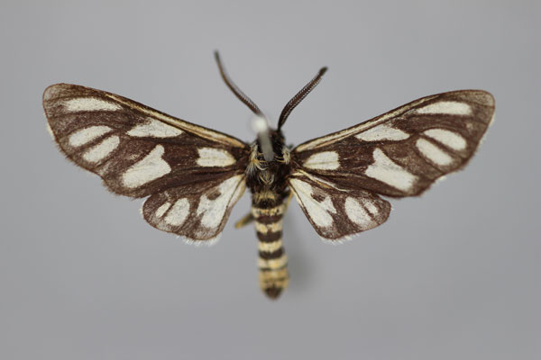 /filer/webapps/moths/media/images/E/estcourtensis_Epitoxis_HT_BMNH.jpg
