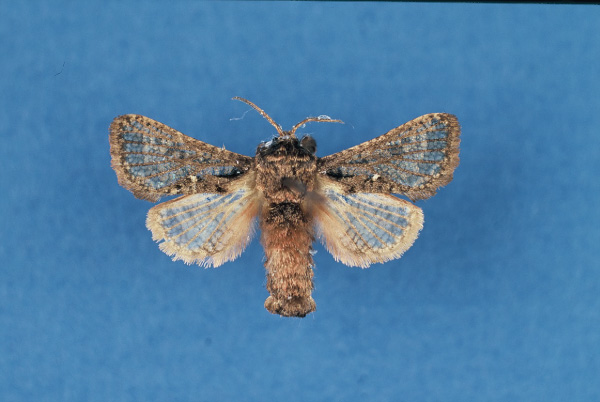 /filer/webapps/moths/media/images/E/estherae_Paralebedella_PTM_BMNH.jpg