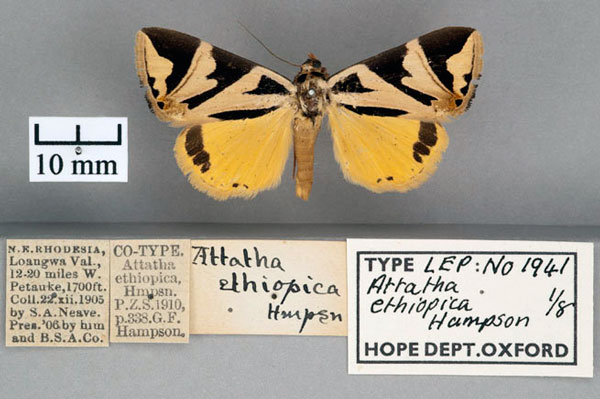 /filer/webapps/moths/media/images/E/ethiopica_Attatha_ST_OUMNH_01.jpg
