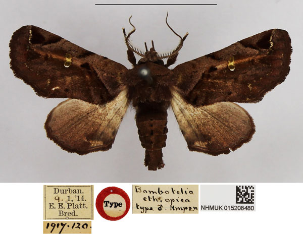 /filer/webapps/moths/media/images/E/ethiopica_Bombotelia_HT_NHMUK.jpg