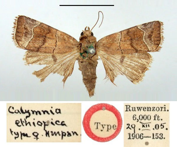 /filer/webapps/moths/media/images/E/ethiopica_Calymnia_HT_BMNH.jpg