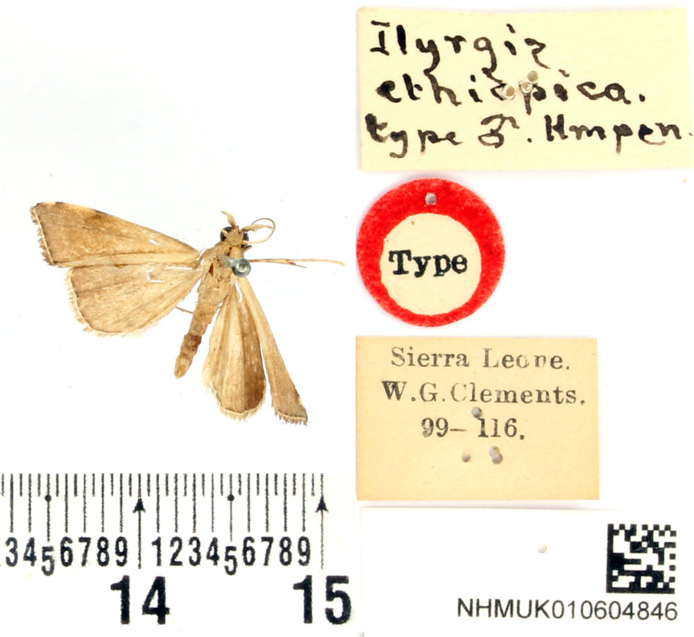 /filer/webapps/moths/media/images/E/ethiopica_Ilyrgis_HT_BMNH.jpg