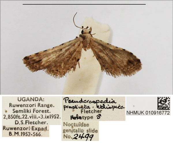 /filer/webapps/moths/media/images/E/ethiopica_Pseudcraspedia_HT_NHMUK.jpg