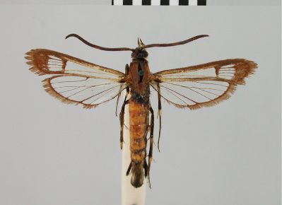 /filer/webapps/moths/media/images/E/ethiopica_Synanthedon_AM_BMNH.jpg