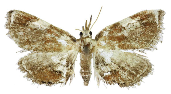 /filer/webapps/moths/media/images/E/ethiopica_Trichophysetis_HT_BMNH.jpg