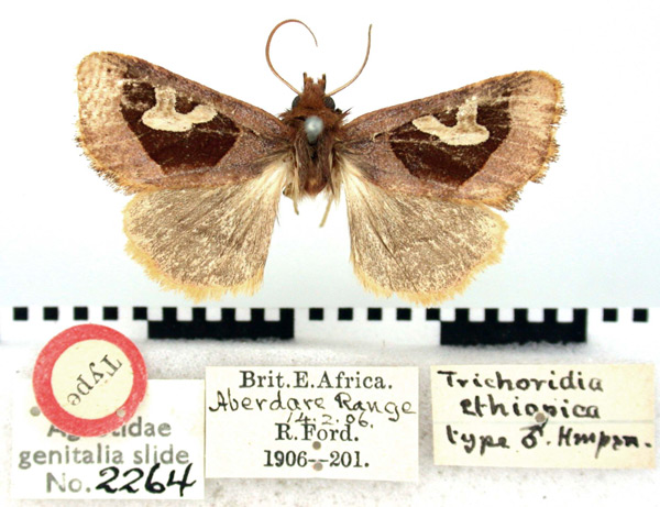 /filer/webapps/moths/media/images/E/ethiopica_Trichoridia_HT_BMNH.jpg