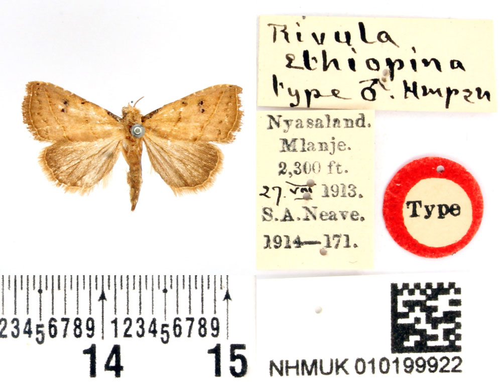 /filer/webapps/moths/media/images/E/ethiopina_Rivula_STM_BMNH.jpg