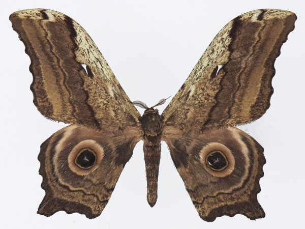 /filer/webapps/moths/media/images/E/ethra_Athletes_AM_Basquina.jpg
