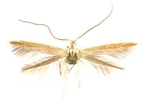 /filer/webapps/moths/media/images/E/etoshae_Coleophora_HT_ZMHB.jpg