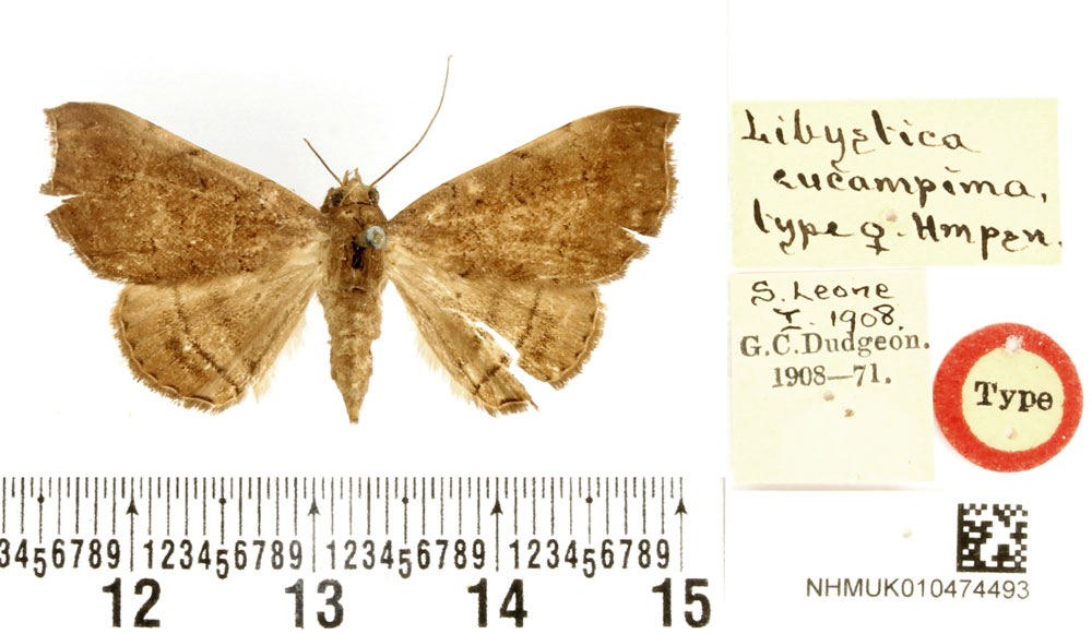/filer/webapps/moths/media/images/E/eucampima_Libystica_HT_BMNH.jpg
