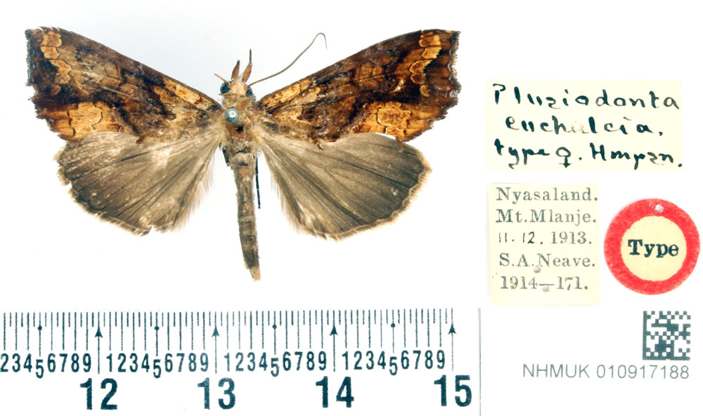 /filer/webapps/moths/media/images/E/euchalcia_Plusiodonta_HT_BMNH.jpg
