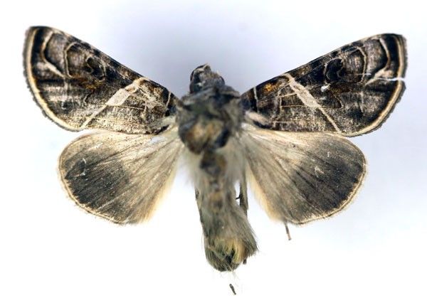 /filer/webapps/moths/media/images/E/euchroa_Ctenoplusia_AM_RMCA.jpg