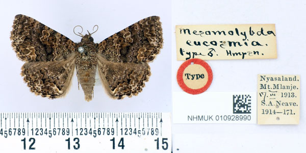 /filer/webapps/moths/media/images/E/eucosmia_Taveta_HT_BMNH.jpg