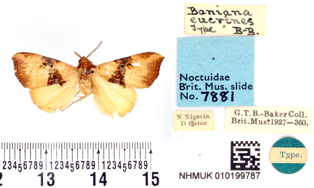 /filer/webapps/moths/media/images/E/eucrines_Baniana_HT_BMNH.jpg