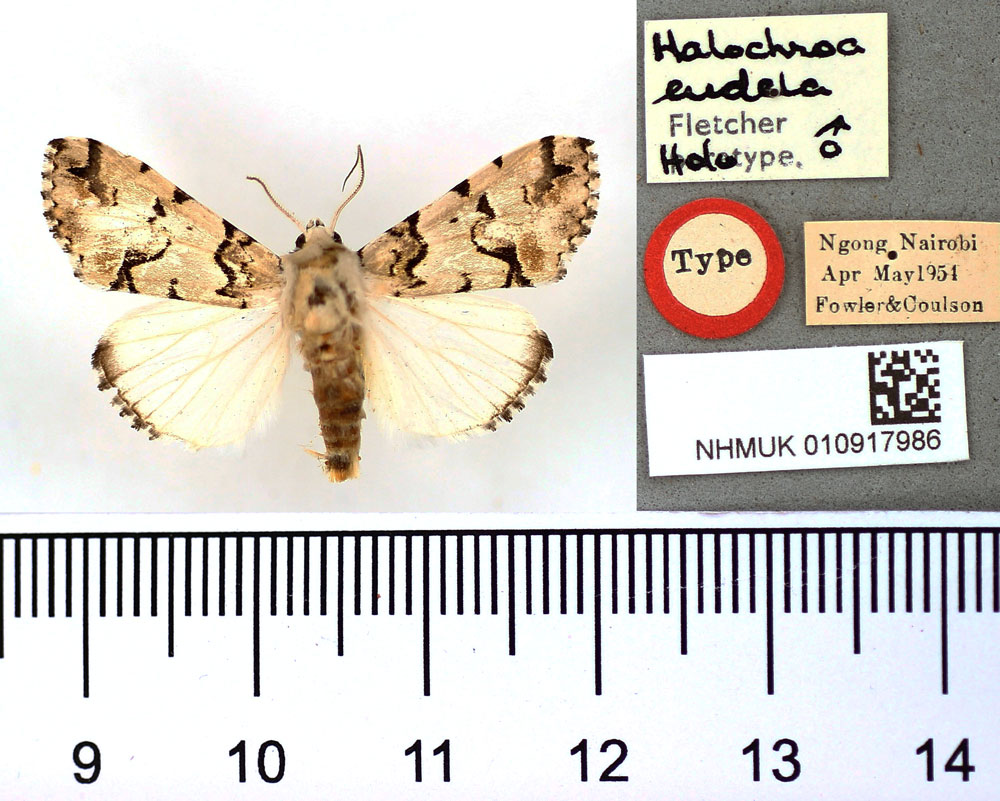 /filer/webapps/moths/media/images/E/eudela_Halochroa_HT_BMNH.jpg