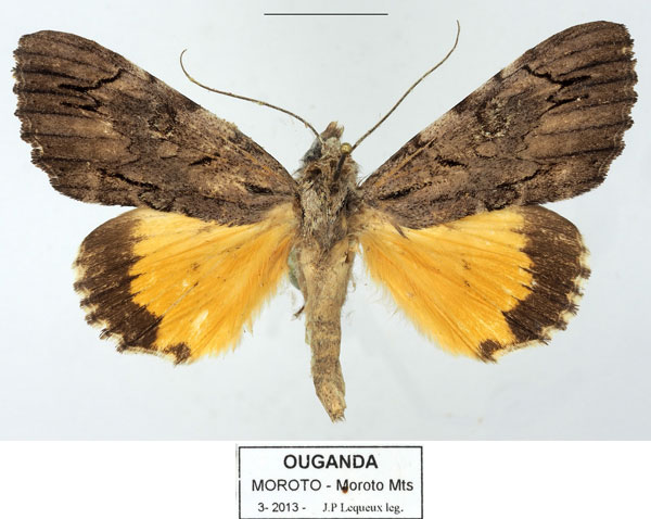 /filer/webapps/moths/media/images/E/eugeniae_Ulotrichopus_AM_Basquina.jpg