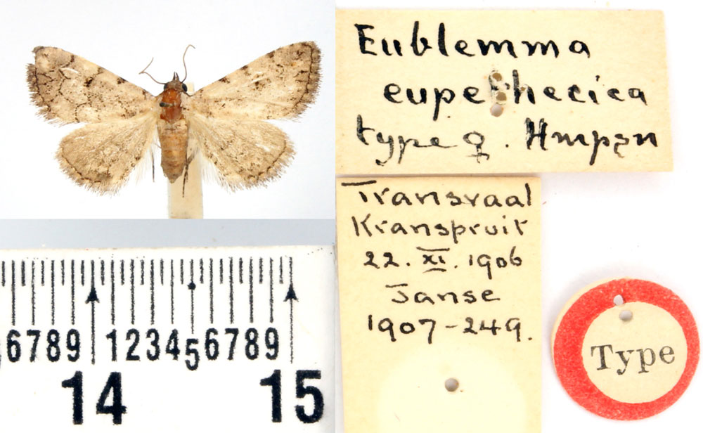 /filer/webapps/moths/media/images/E/eupethecica_Eublemma_HT_BMNH.jpg