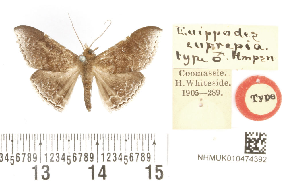 /filer/webapps/moths/media/images/E/euprepes_Euippodes_HT_BMNH.jpg