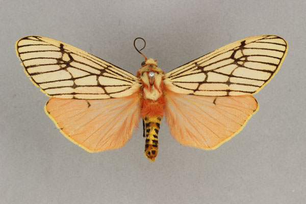/filer/webapps/moths/media/images/E/euprepia_Teracotona_HT_BMNH.jpg