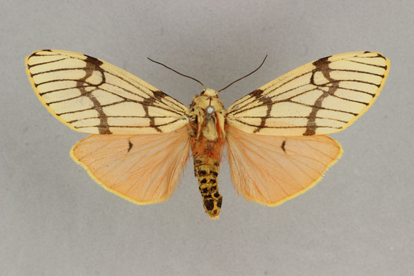 /filer/webapps/moths/media/images/E/euprepioides_Teracotona_AF_BMNH.jpg