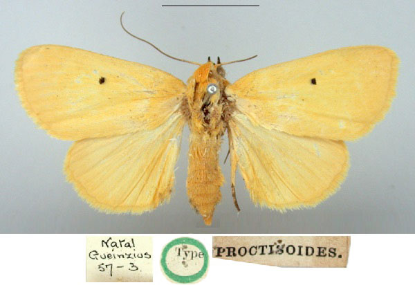 /filer/webapps/moths/media/images/E/euproctisoides_Thiganusa_HT_BMNH.jpg