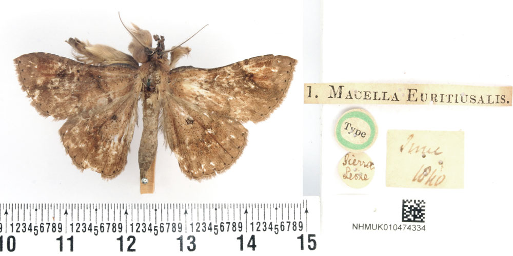 /filer/webapps/moths/media/images/E/euritiusalis_Macella_ST_BMNH.jpg